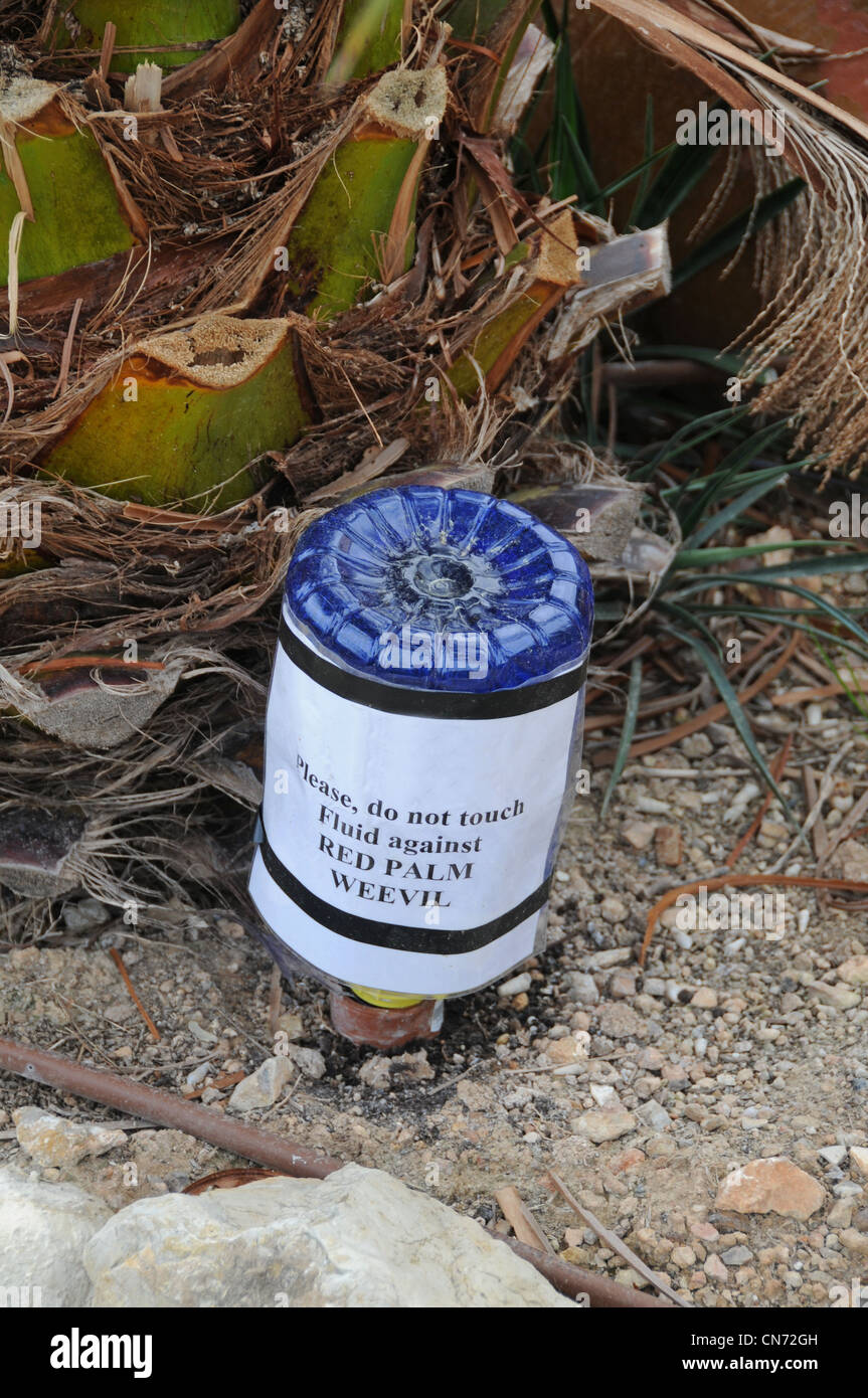 Red Palm Weevil (Rhynchophorus Ferrugineus) Bäume vor Angriffen zu schützen. Mallorca. Stockfoto