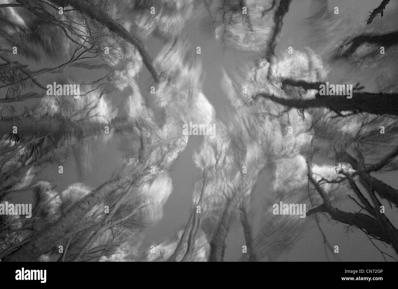 Wind geblasen, Melaleucas, Bournda National Park.  Infrarot-Bild Stockfoto