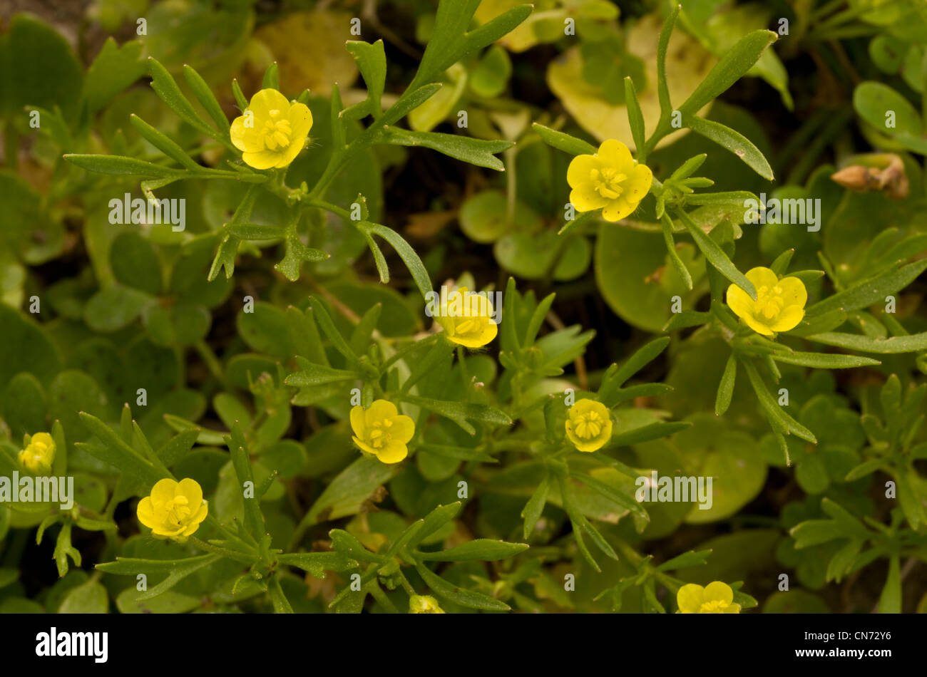Mais-Hahnenfuß, Ranunculus Arvensis in Ackerfläche. Seltene und abnehmende Acker-Unkraut. Stockfoto