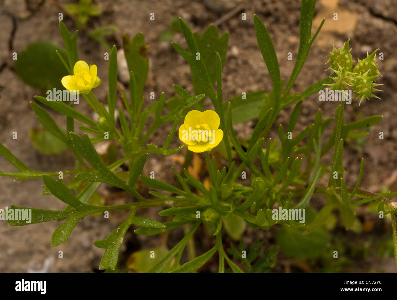 Mais-Hahnenfuß, Ranunculus Arvensis, Blüte und Frucht in Ackerfläche. Seltene und abnehmende Acker-Unkraut. Stockfoto