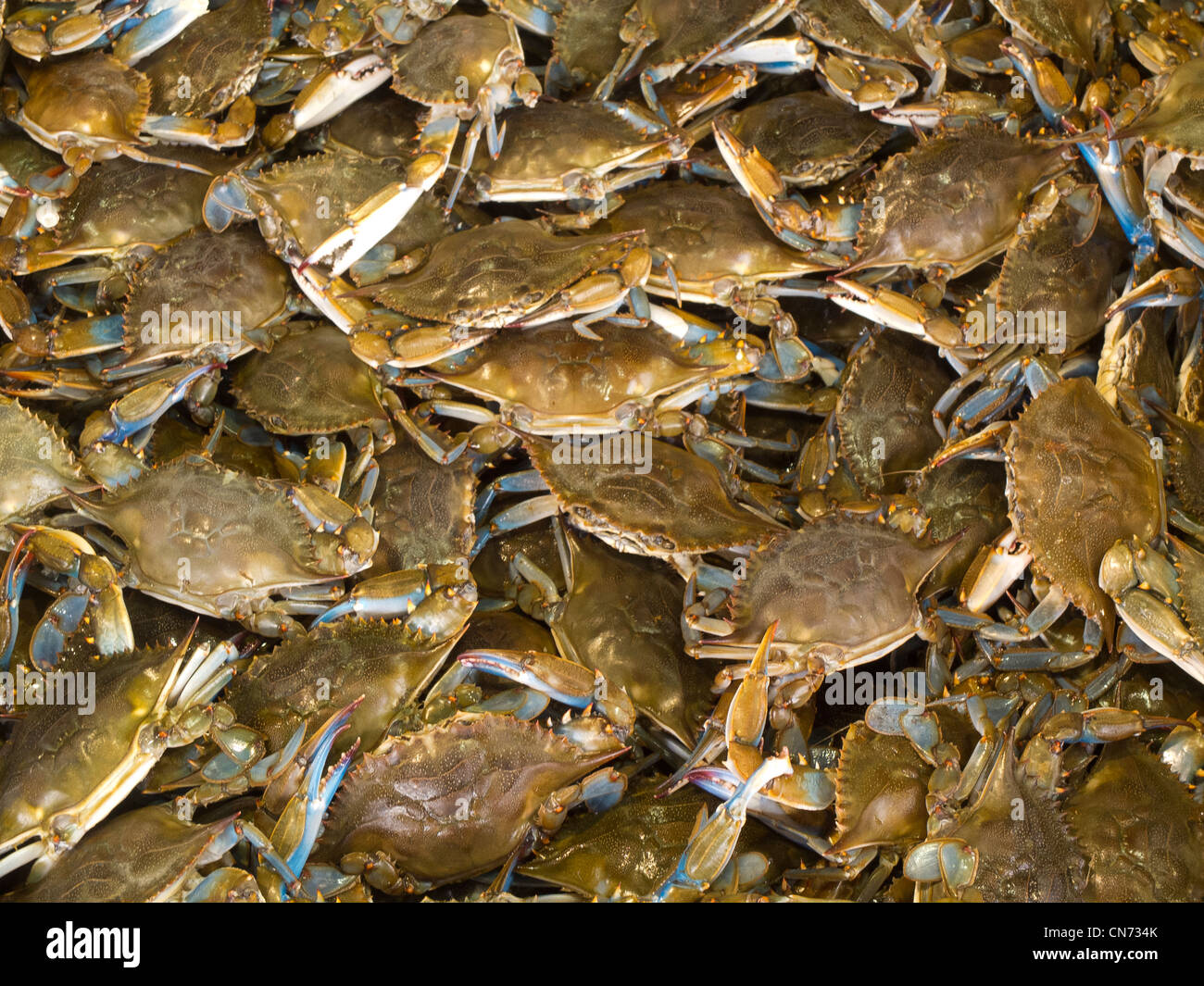 Rohe Softshell Krabben zu verkaufen Stockfotografie - Alamy