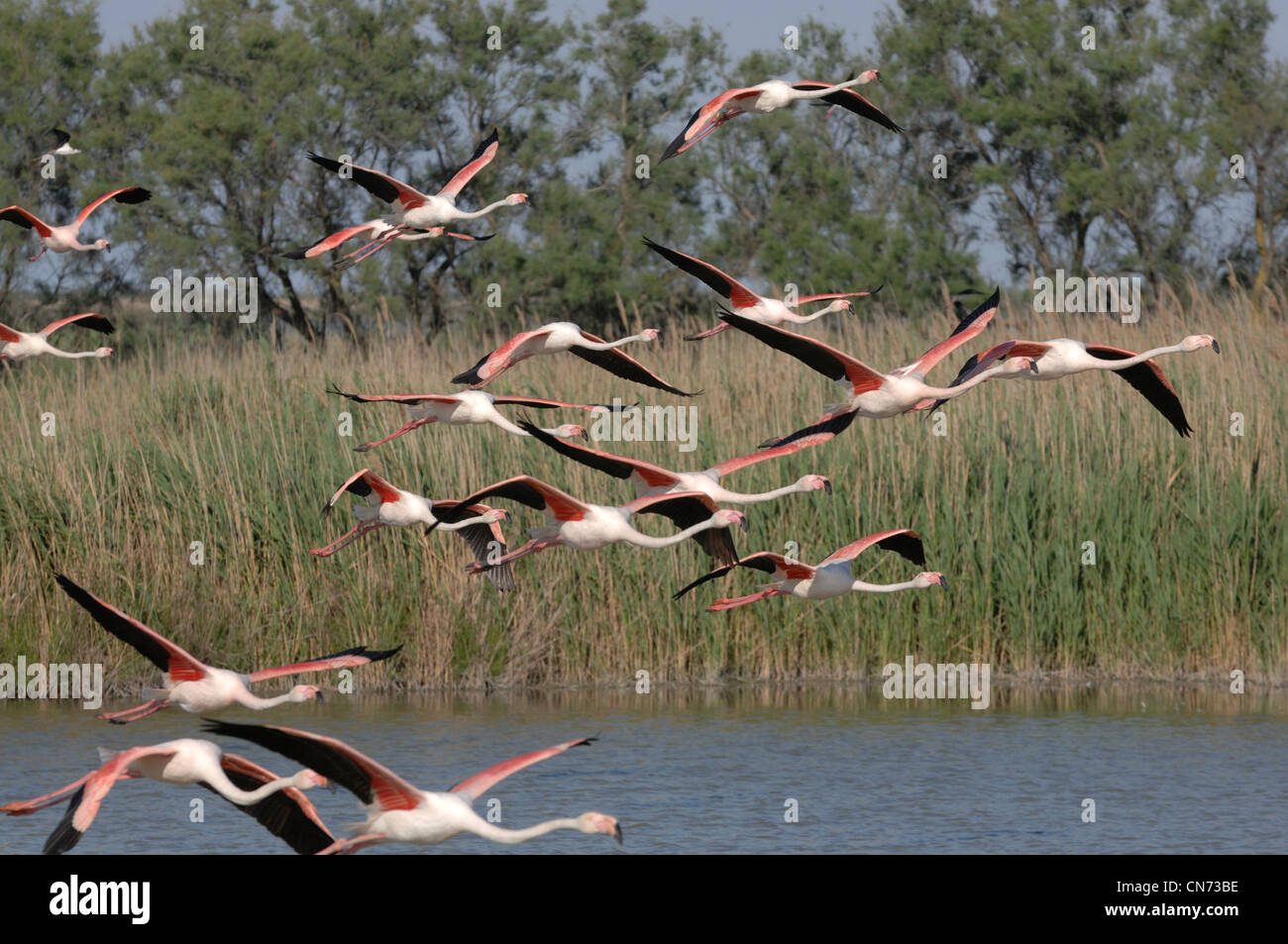 Größere Flamingo Phoenicopterus Ruber im Flug fotografiert in der Camargue, Frankreich Stockfoto