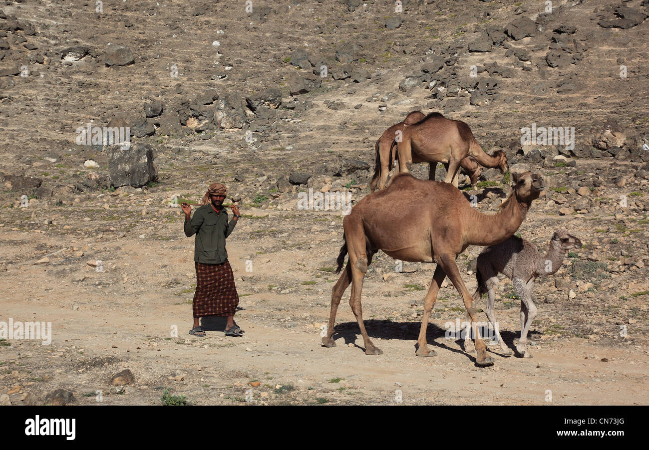 Kamelherde Im Dhofargebiet, Jabal al-Qamar, Südlicher Oman Stockfoto