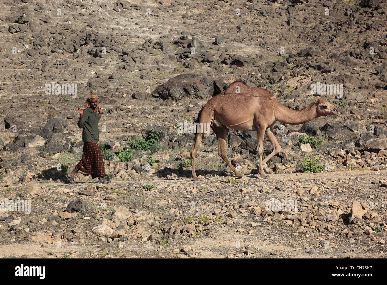 Kamelherde Im Dhofargebiet, Jabal al-Qamar, Südlicher Oman Stockfoto