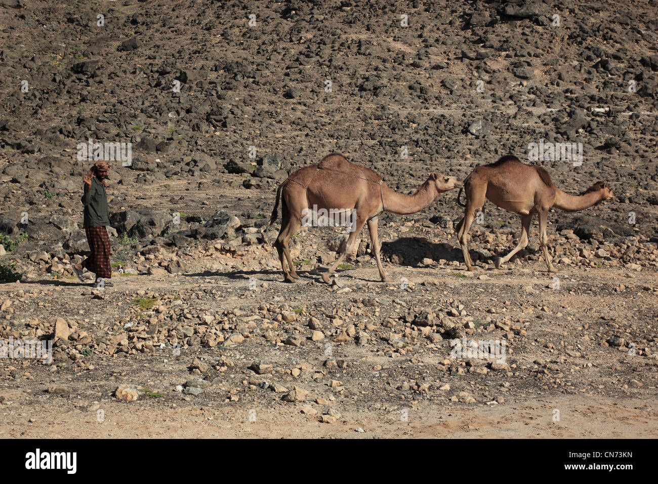 Kamelherde Im Dhofargebiet, Jabal al-Qamar, Südlicher Oman Stockfoto