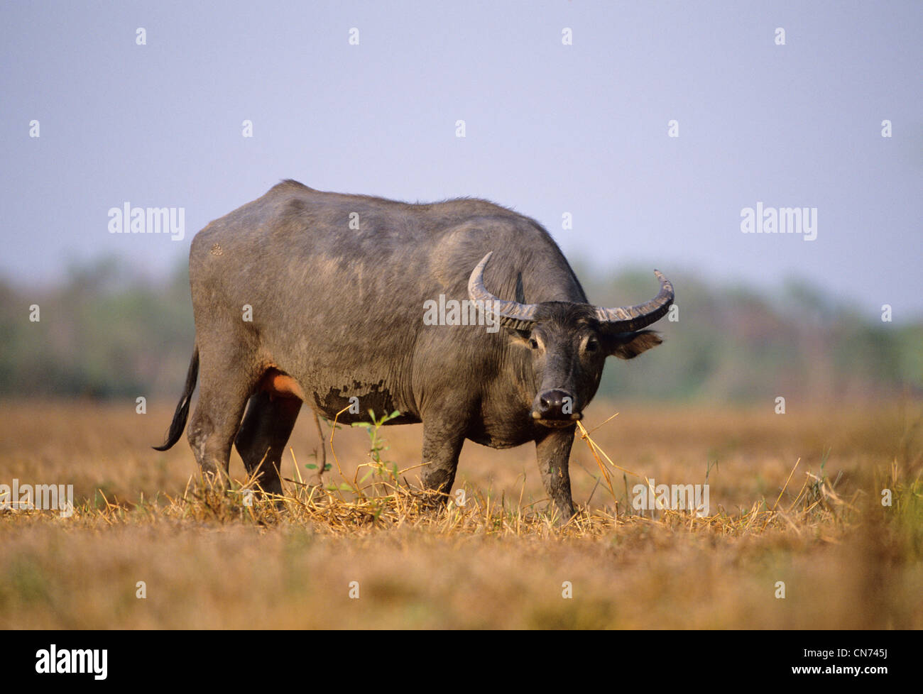 Eine verwilderte Wasserbüffel beispielsweise beispielsweise eingeführten Arten im nördlichen Australien fotografiert am Mary River, NT, Australien Stockfoto