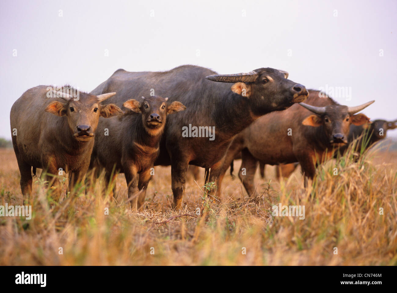 Eine verwilderte Wasserbüffel beispielsweise beispielsweise eingeführten Arten im nördlichen Australien fotografiert am Mary River, NT, Australien Stockfoto
