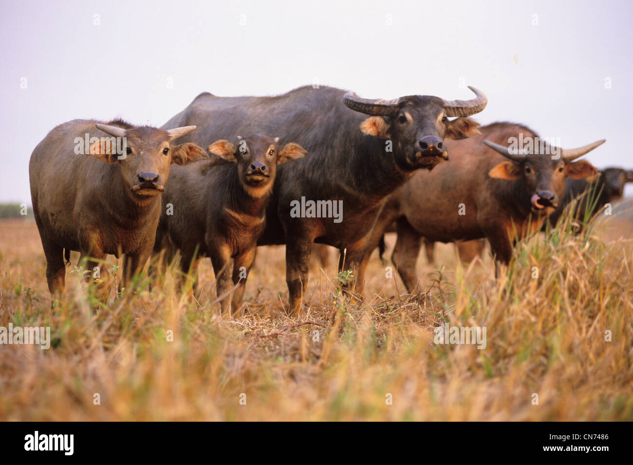 Eine verwilderte Wasserbüffel beispielsweise beispielsweise eingeführten Arten im nördlichen Australien fotografiert am Mary River, NT, Australien Stockfoto