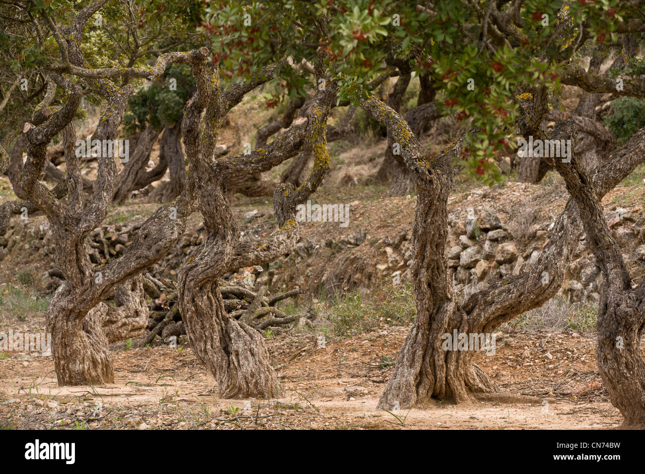 Mastixbäume, Pistacia Mastixsträuchern Var Chia im Anbau auf der griechischen Insel Chios, Griechenland. Stockfoto