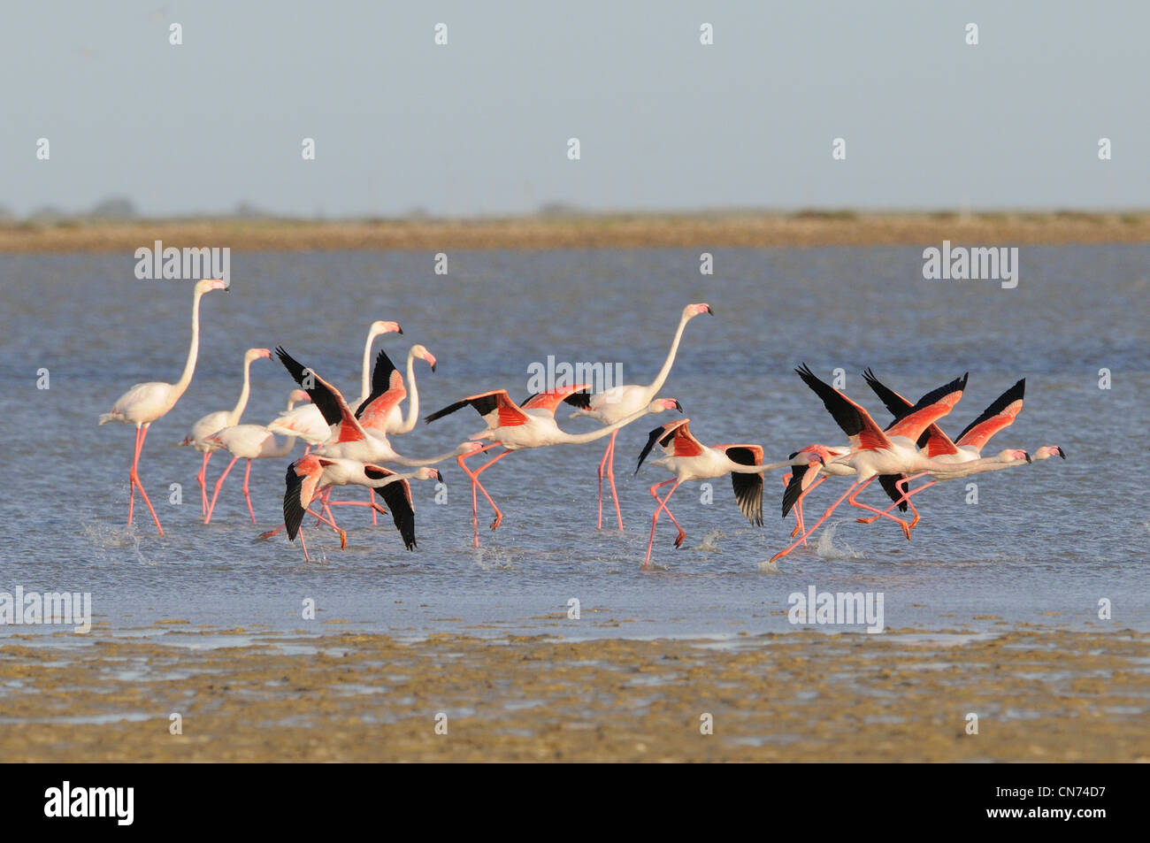 Größere Flamingo Phoenicopterus Ruber Einnahme Flug fotografiert in der Camargue, Frankreich Stockfoto