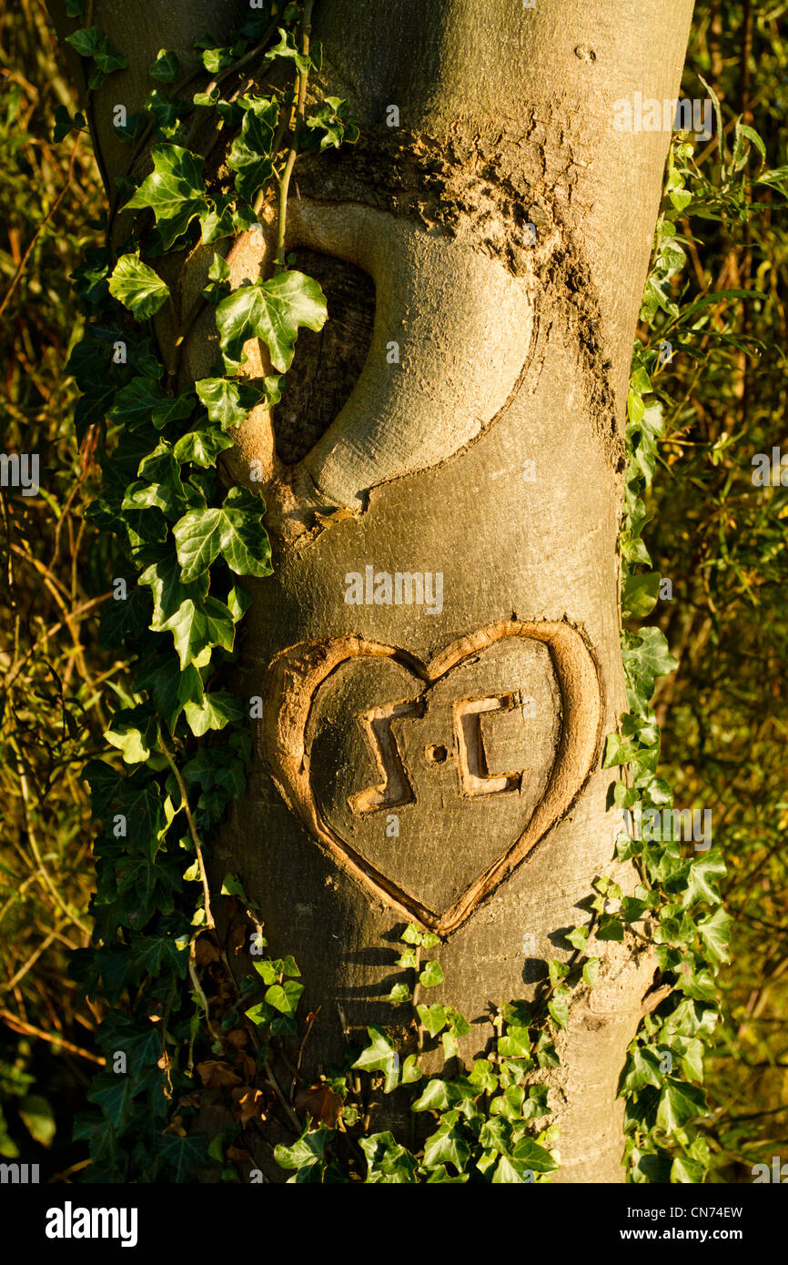 Herz mit den Initialen S und C in einem Baumstamm geschnitzt, Großbritannien Stockfoto