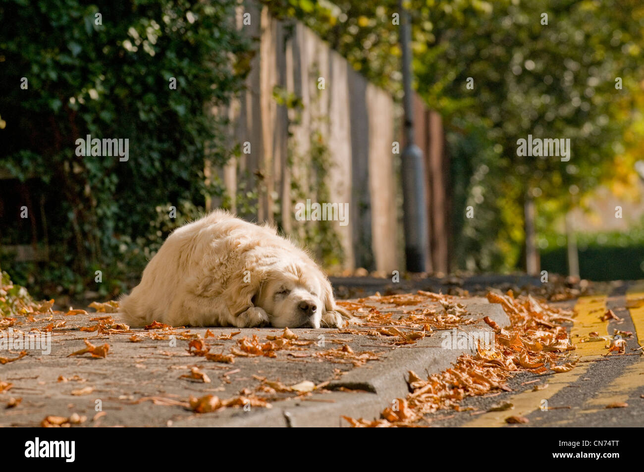 Müde, schläfrig entspannt nach Golden Retriever (cute flauschige Hund) liegen auf Bürgersteig, Schlafen, dösen im Herbst Sonne - West Yorkshire, England, Großbritannien Stockfoto