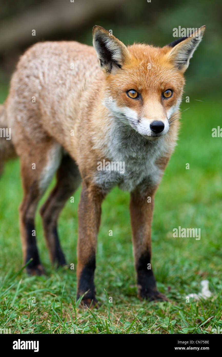 Red Fox - Vulpes vulpes, UK, Nahaufnahme Stockfoto