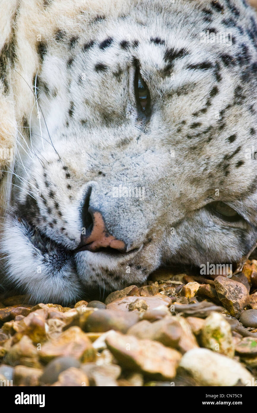 Snow Leopard dösen - Panthera Uncia oder Uncia Uncia Stockfoto
