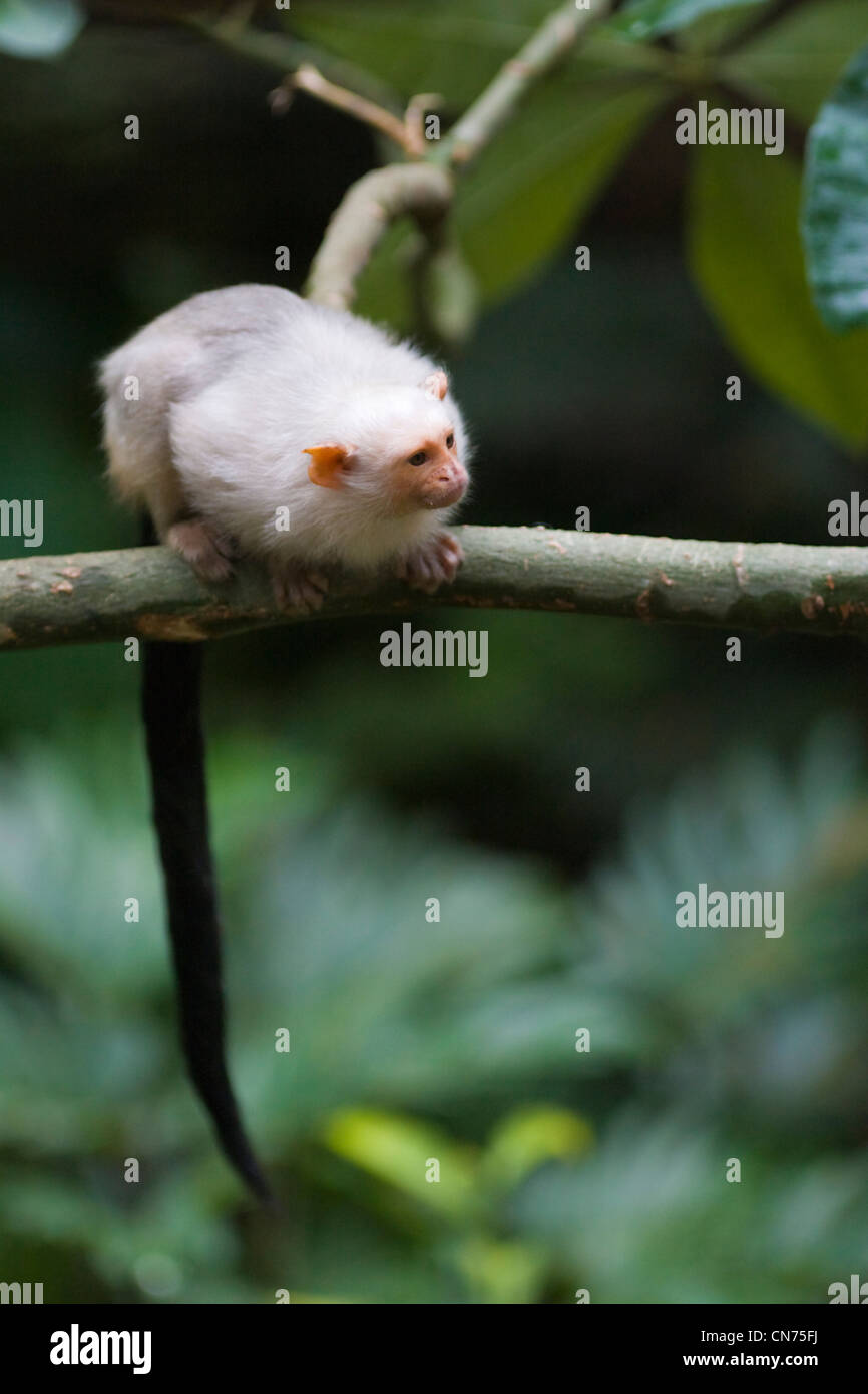 Silbrig Marmoset - Mico argentatus Stockfoto