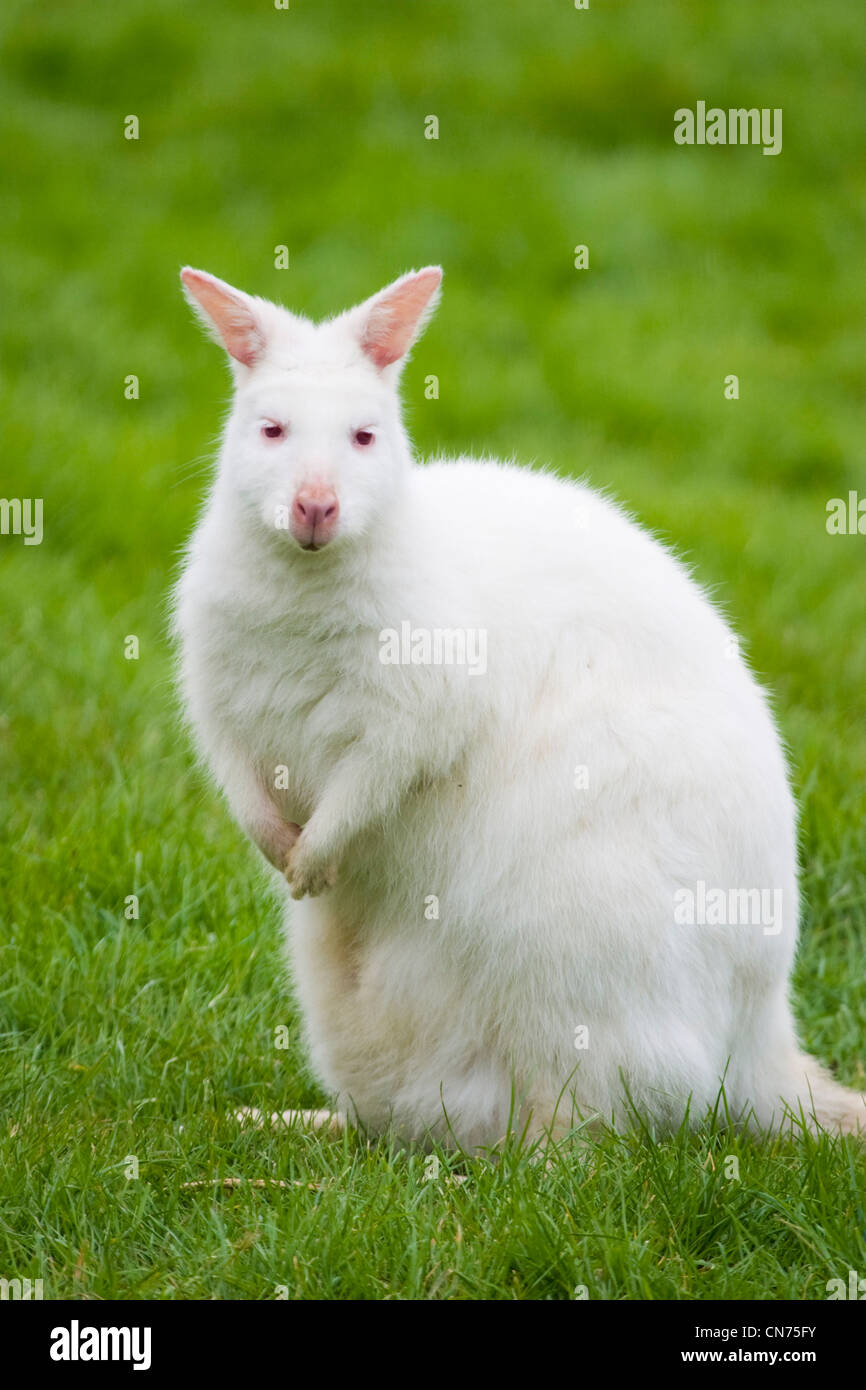 Seltene weiße Albino Wallaby Stockfoto