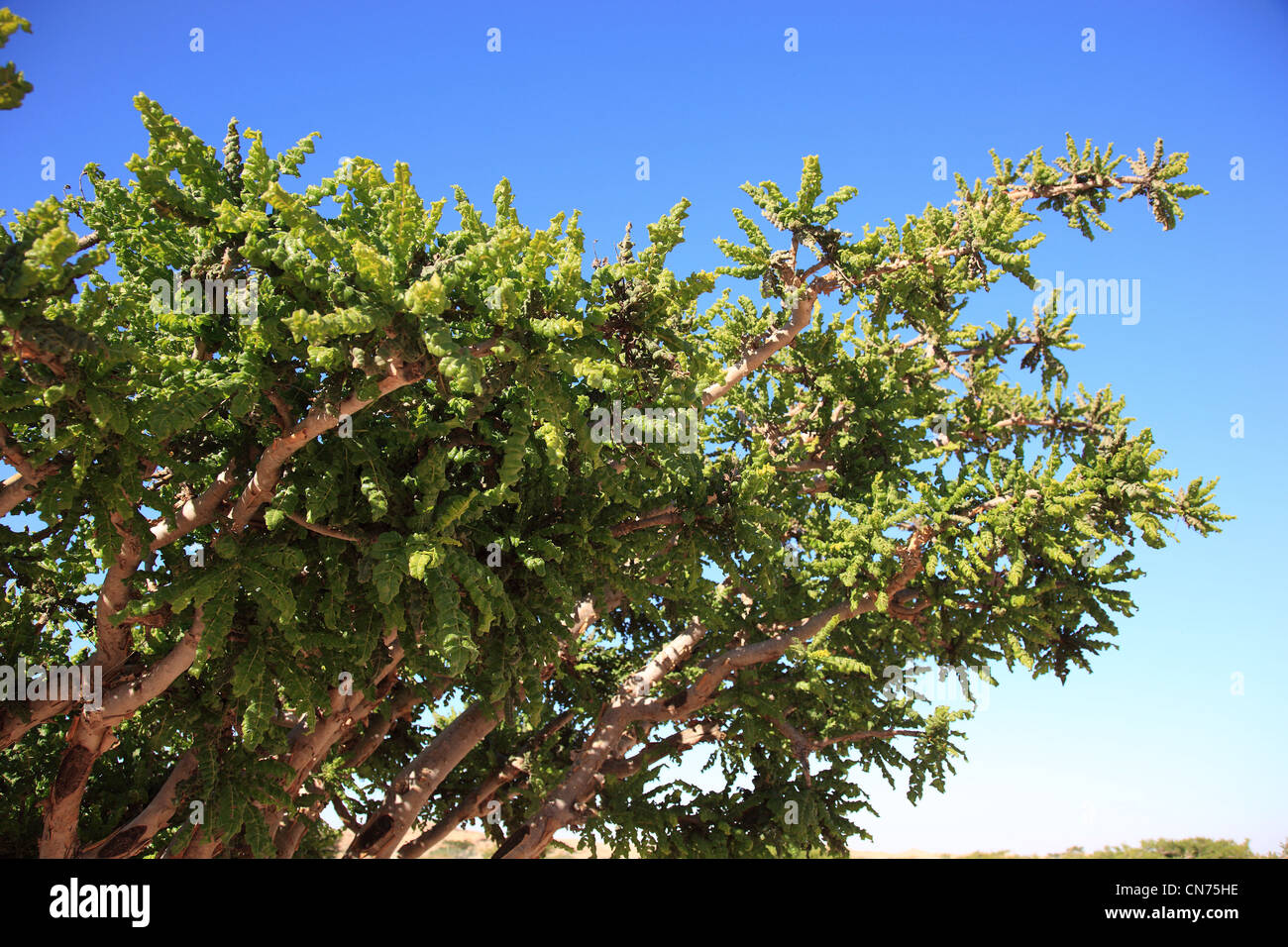 Wadi Dawqah, Weihrauchbaumkulturen, UNESCO-Weltkulturerbe / Naturerbe, Boswellia Sacra Carterii Bei Salalah, Oman Stockfoto