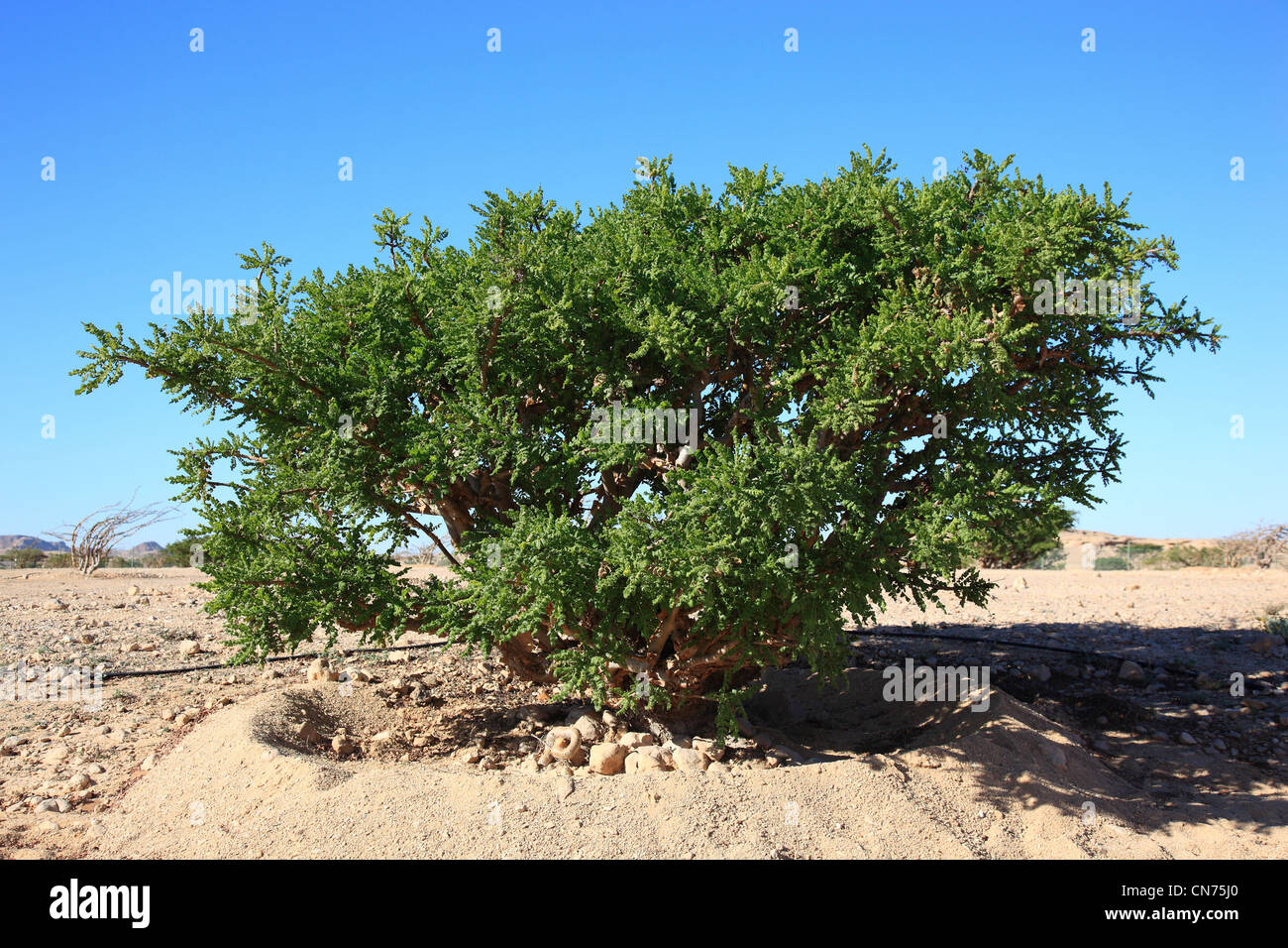 Wadi Dawqah, Weihrauchbaumkulturen, UNESCO-Weltkulturerbe / Naturerbe, Boswellia Sacra Carterii Bei Salalah, Oman Stockfoto