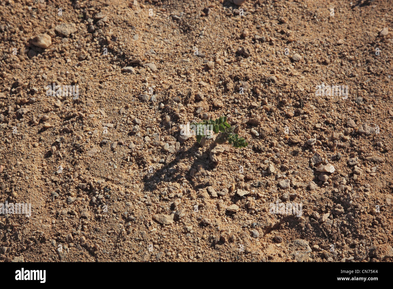Weihrauchbaum-Sämling, Wadi Dawqah, Weihrauchbaumkulturen, UNESCO-Weltkulturerbe / Naturerbe, Boswellia Sacra Carterii Bei Sala Stockfoto