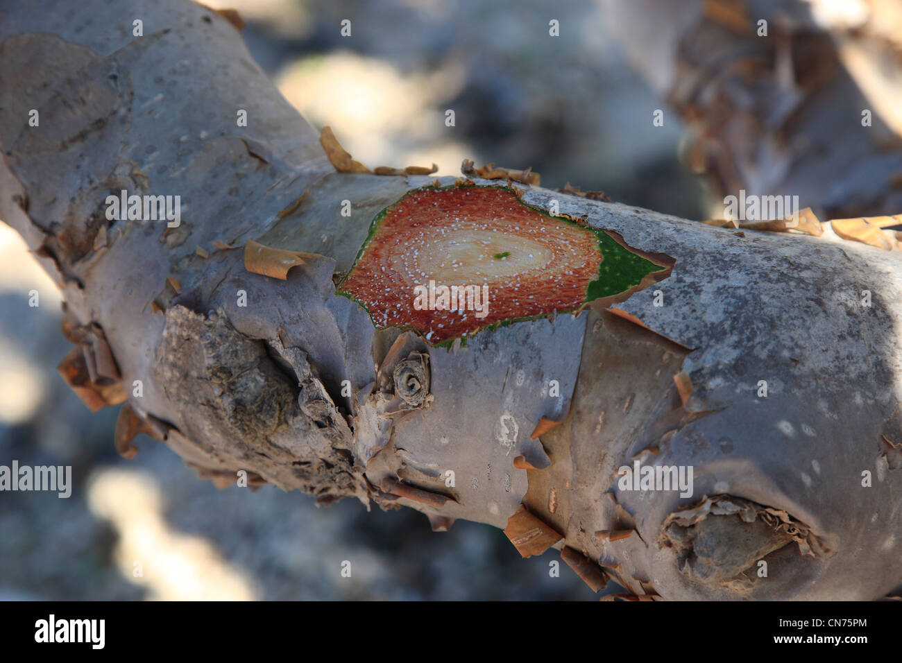 Wadi Dawqah, Weihrauchbaumkulturen, UNESCO-Weltkulturerbe / Naturerbe, Boswellia Sacra Carterii Bei Salalah, Oman Stockfoto