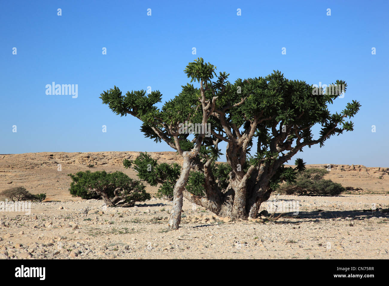Wadi Dawqah, Weihrauchbaumkulturen, UNESCO-Weltkulturerbe / Naturerbe, Boswellia Sacra Carterii Bei Salalah, Oman Stockfoto