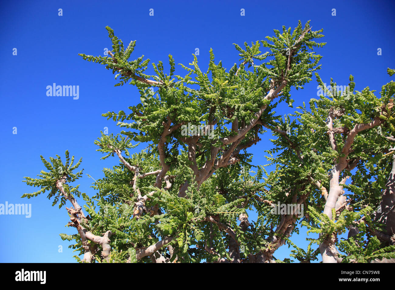 Wadi Dawqah, Weihrauchbaumkulturen, UNESCO-Weltkulturerbe / Naturerbe, Boswellia Sacra Carterii Bei Salalah, Oman Stockfoto