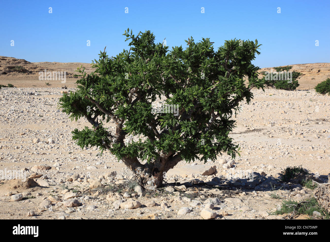 Wadi Dawqah, Weihrauchbaumkulturen, UNESCO-Weltkulturerbe / Naturerbe, Boswellia Sacra Carterii Bei Salalah, Oman Stockfoto