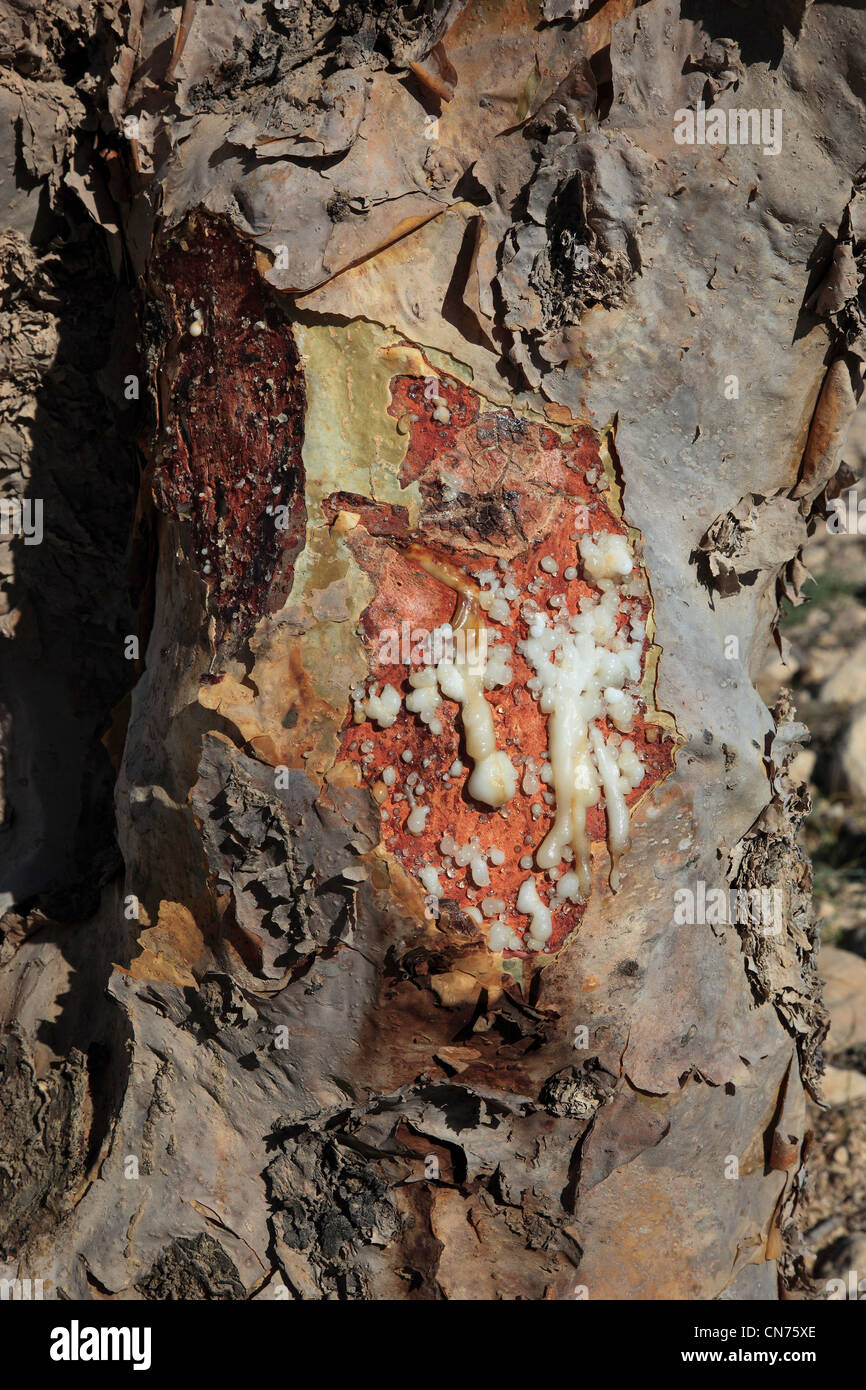 Wadi Dawqah, Weihrauchbaumkulturen, UNESCO-Weltkulturerbe / Naturerbe, Boswellia Sacra Carterii Bei Salalah, Oman Stockfoto
