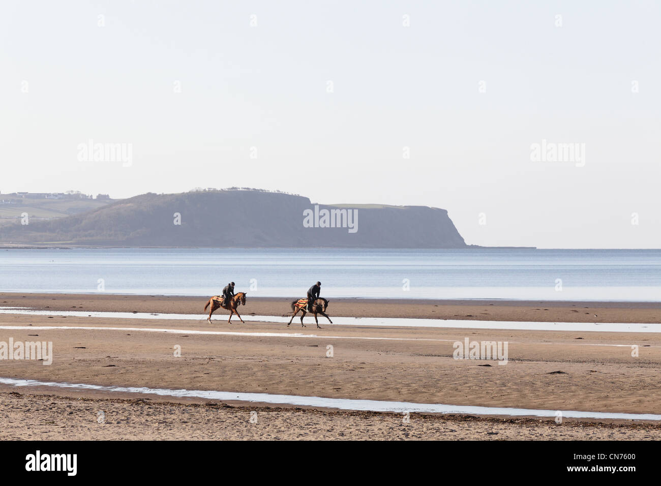 Pferde trainieren am Ayr Beach mit den Heads of Ayr im Hintergrund, Ayrshire, Schottland, Großbritannien Stockfoto