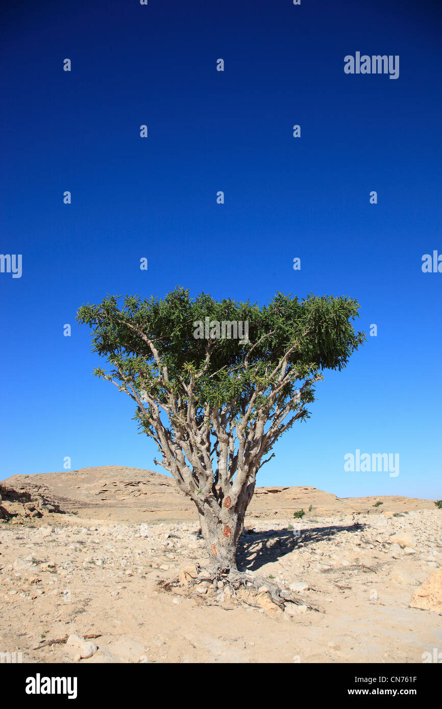 Wadi Dawqah, Weihrauchbaumkulturen, UNESCO-Weltkulturerbe / Naturerbe, Boswellia Sacra Carterii Bei Salalah, Oman Stockfoto