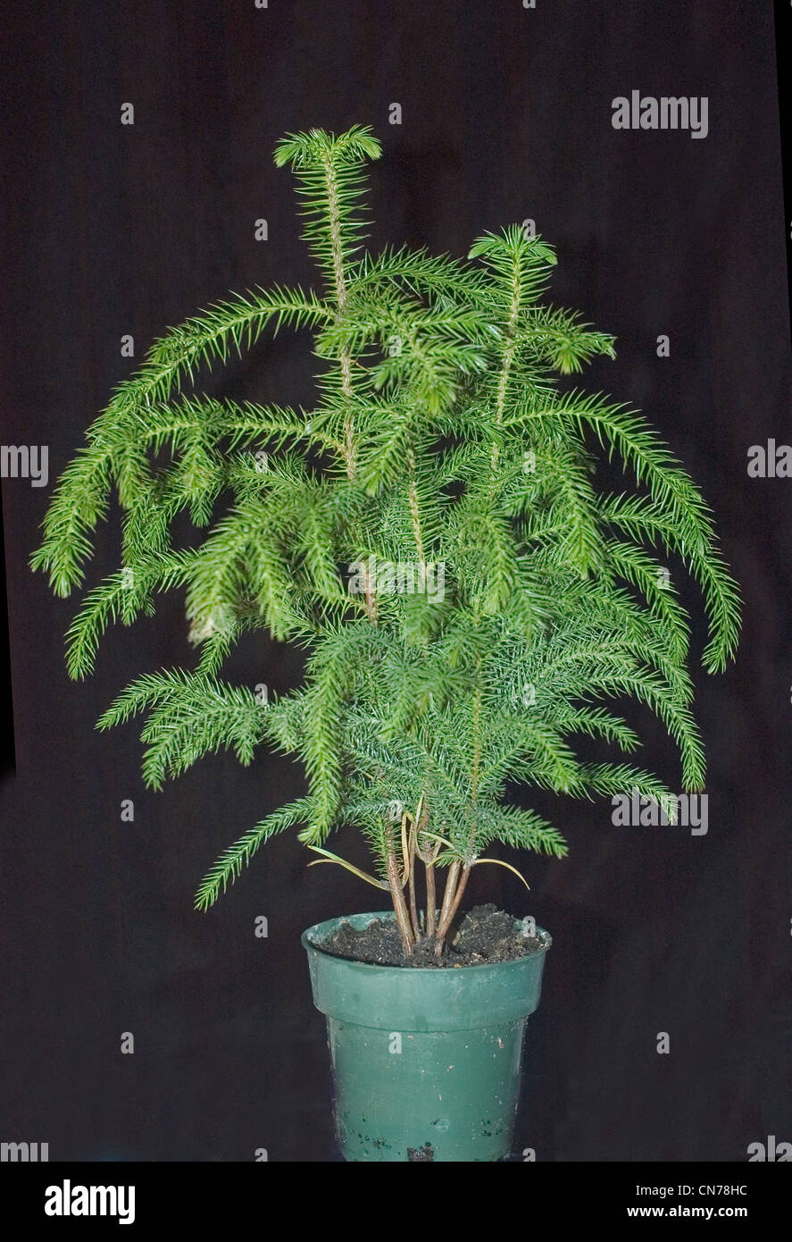 lavendel zimmerpflanze kaufen Lavendel XXL-Größe kaufen main image 0