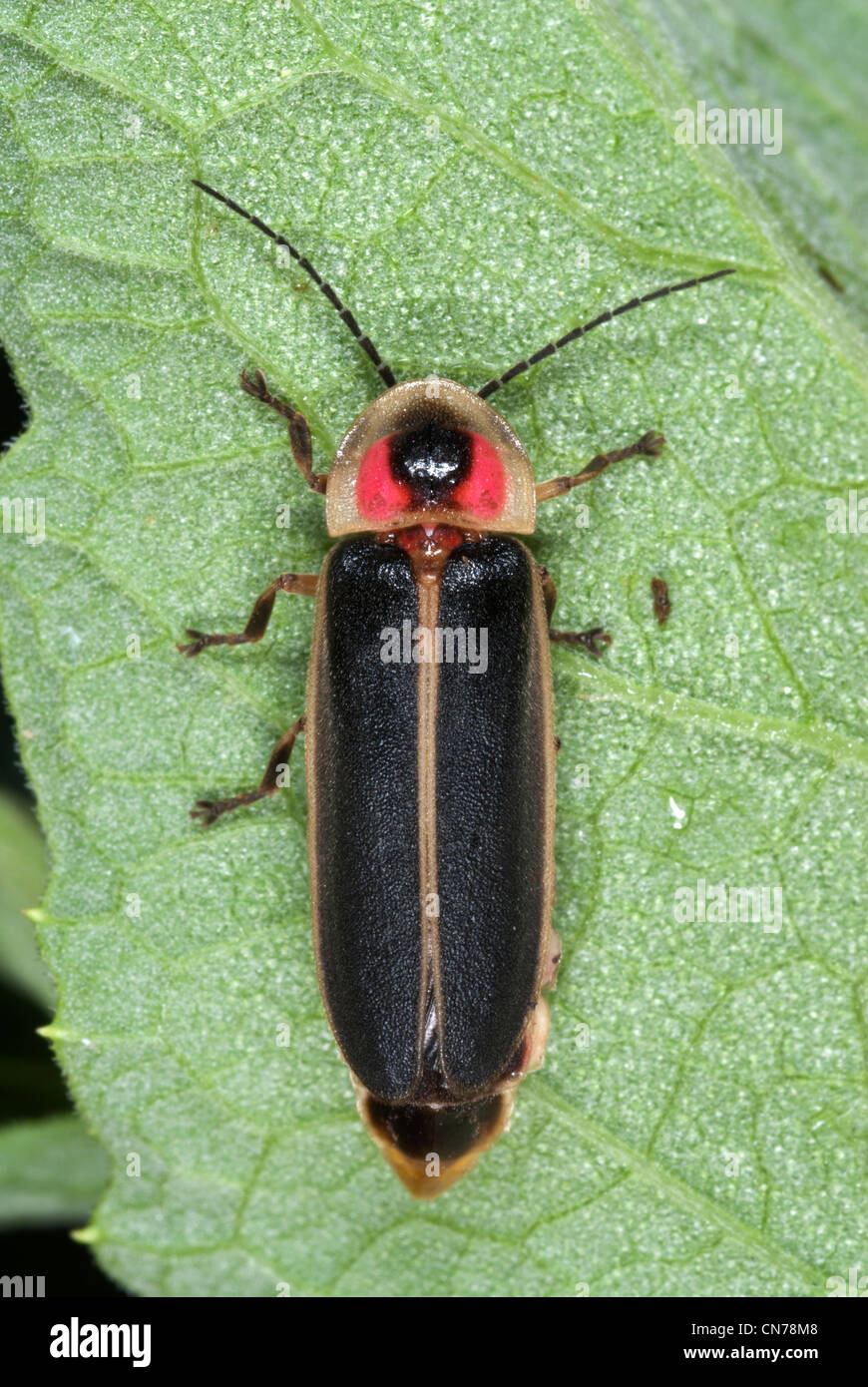 Photinus Pyralis Glühwürmchen Stockfoto