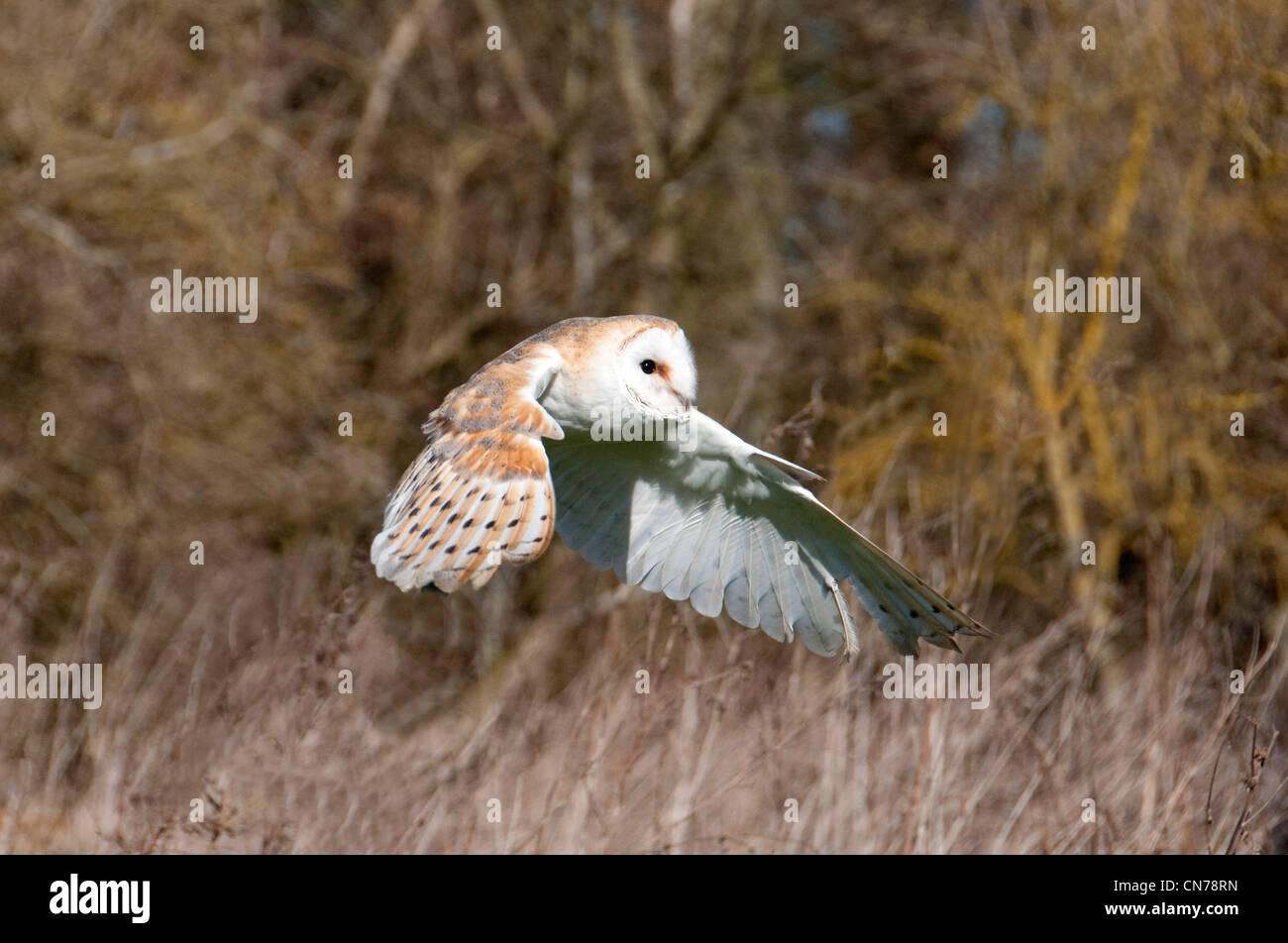 eine Schleiereule im Flug Stockfoto