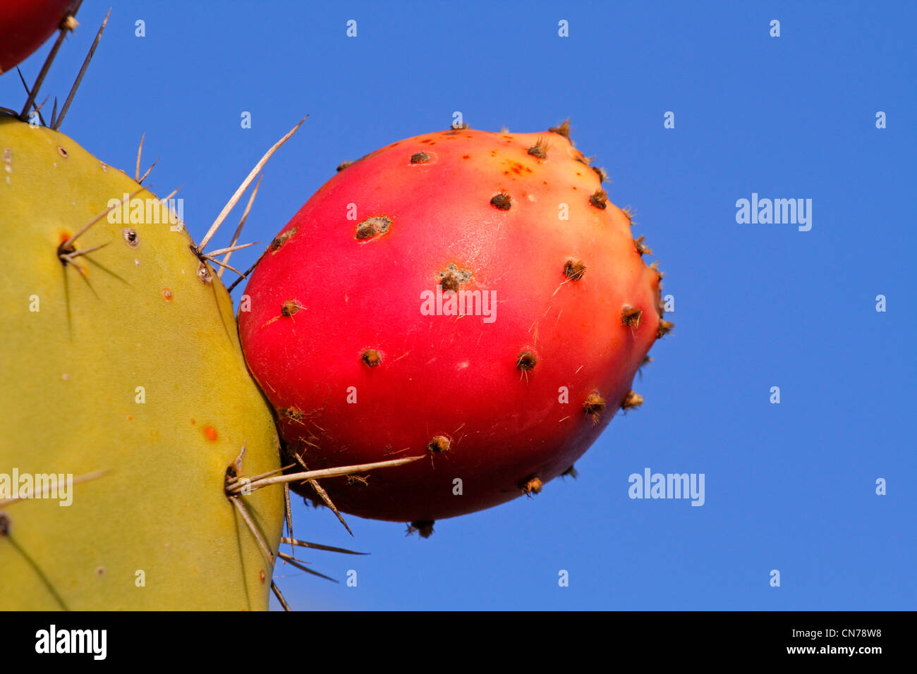 Stachelige Birne Kaktus Frucht (indische Feigen) Stockfoto
