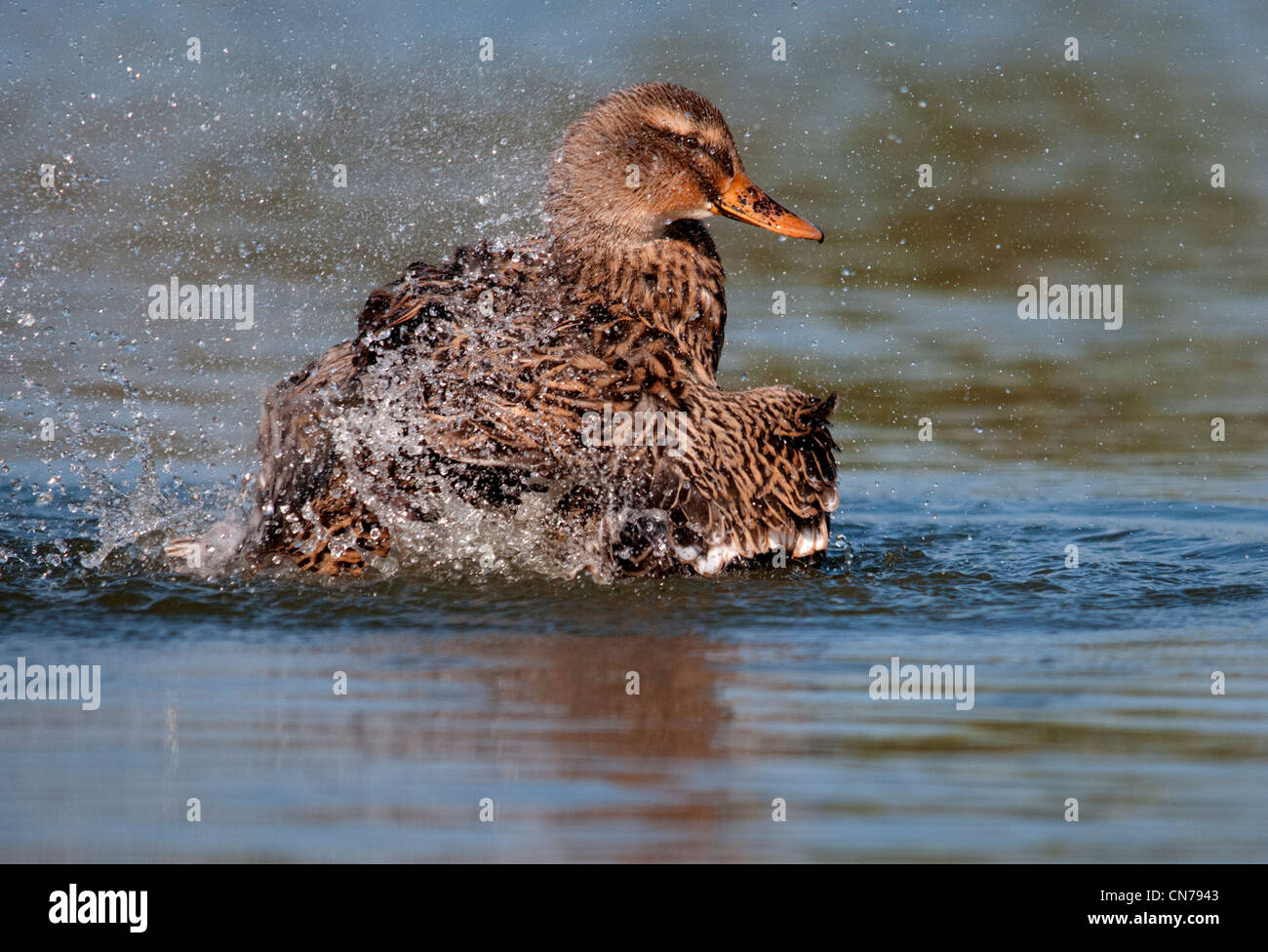 eine weibliche Stockente auf dem Wasser putzen Stockfoto