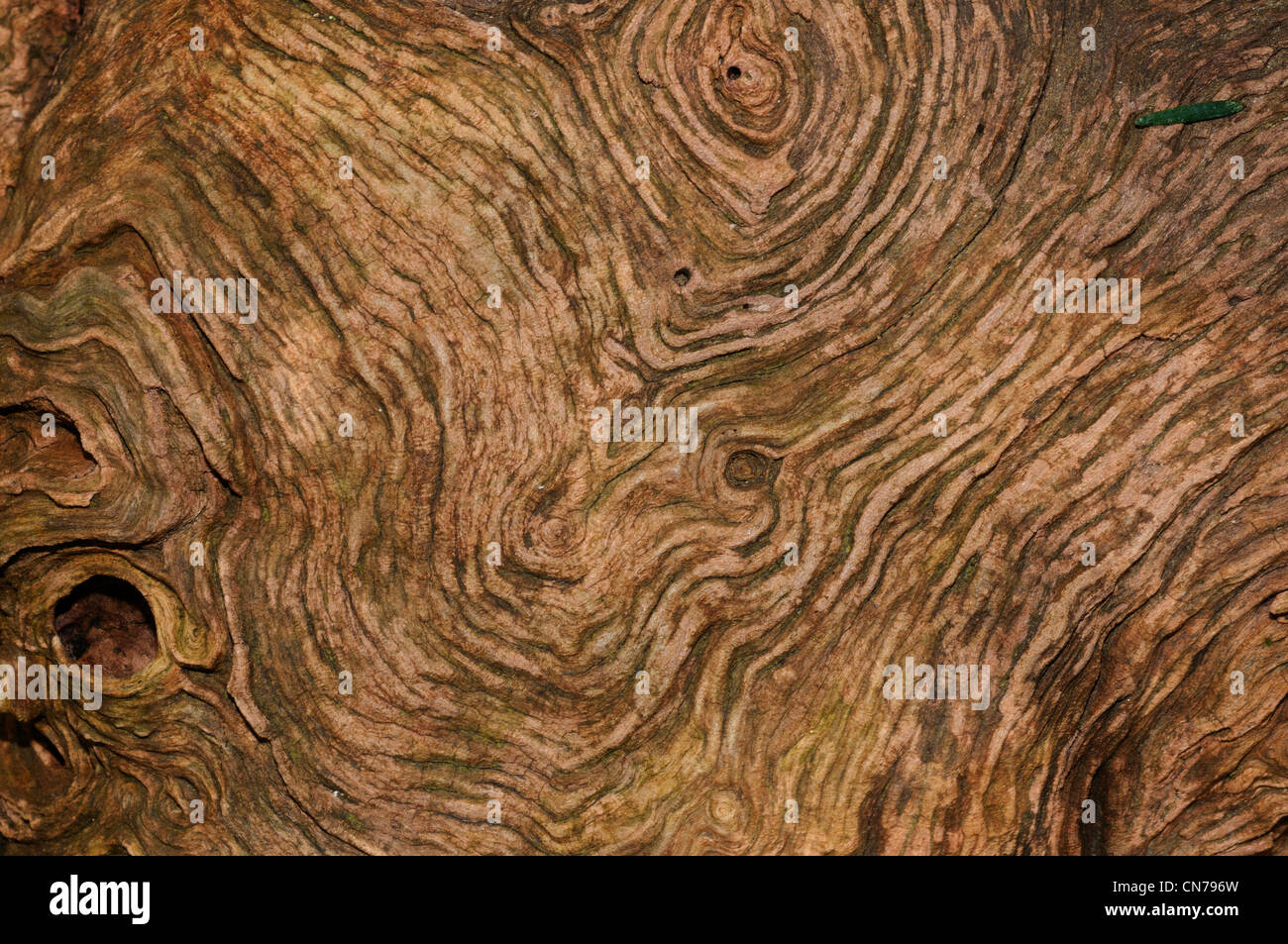 verwitterte Rinde Stockfoto