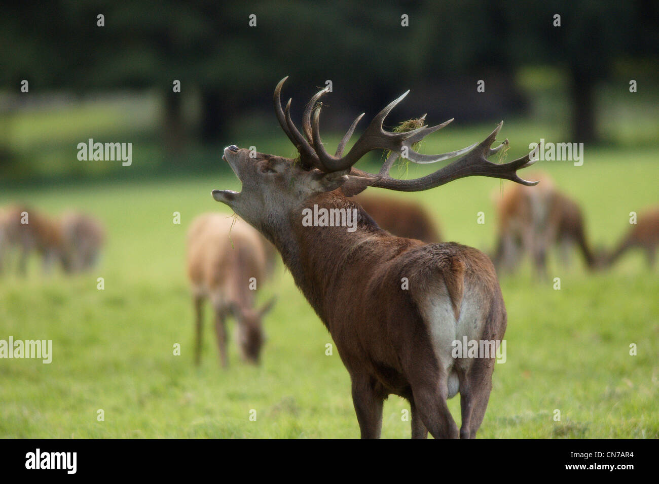 Brüllender Rotwild Hirsch Cervus elaphus Stockfoto