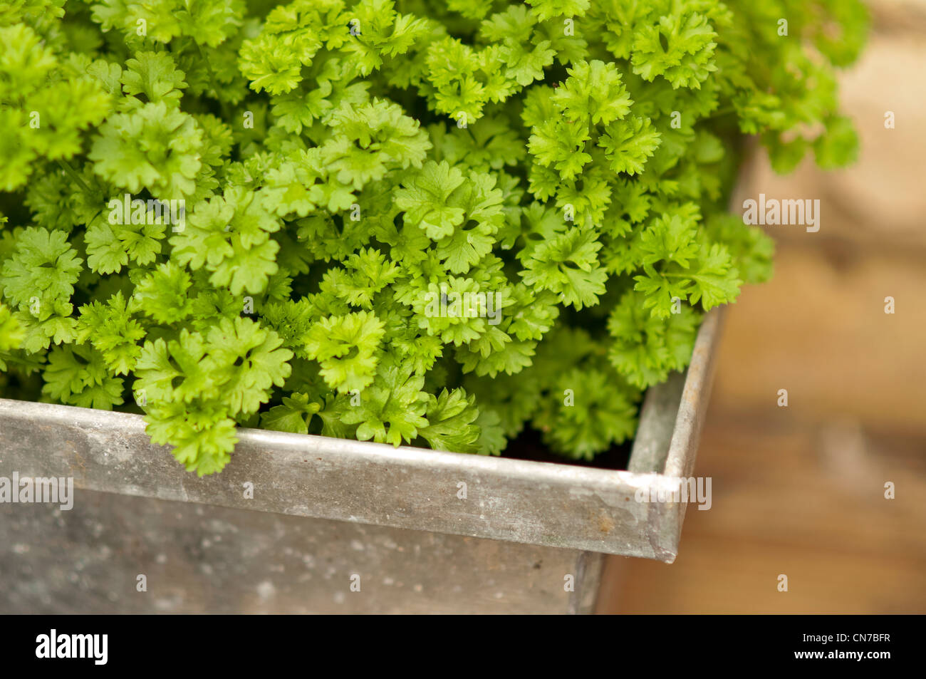 Eingemachte Petersilie auf eine Gartenterrasse. Stockfoto