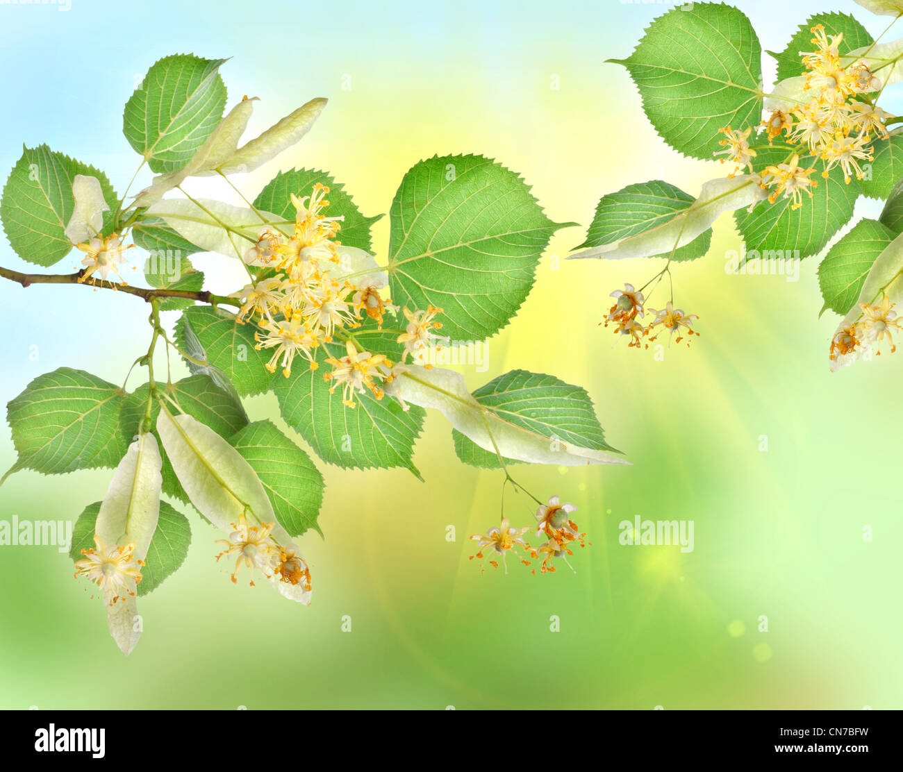 Zusammenfassung Hintergrund eines Linden-Garten mit Sonnenstrahlen Stockfoto