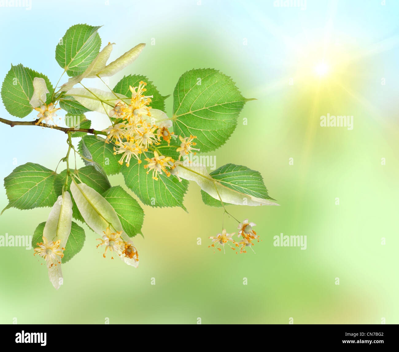 Zusammenfassung Hintergrund eines Linden-Garten mit Sonnenstrahlen Stockfoto
