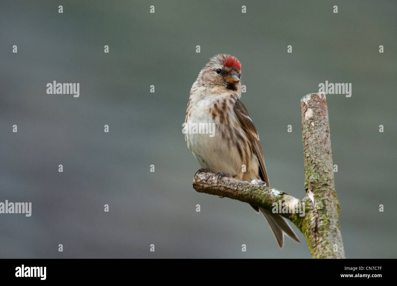 gemeinsamen Redpoll stehend auf einem Ast Stockfoto