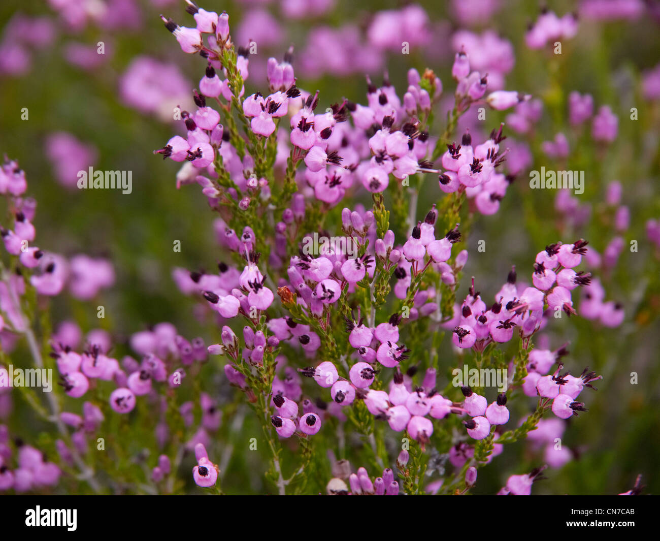 Calluna Vulgaris (Heidekraut oder Ling) wilde Blumen Stockfoto