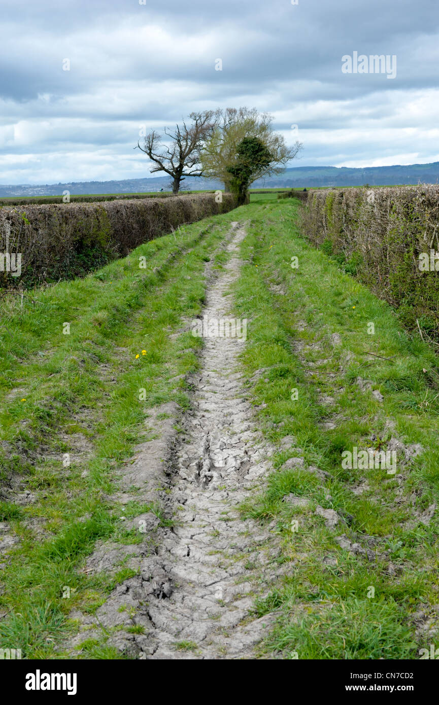 Ausgetrockneten Schlamm Spur verschwand in der Ferne in mit Hecken jeder Seite und zwei Bäume an einem bewölkten Frühlingstag Stockfoto