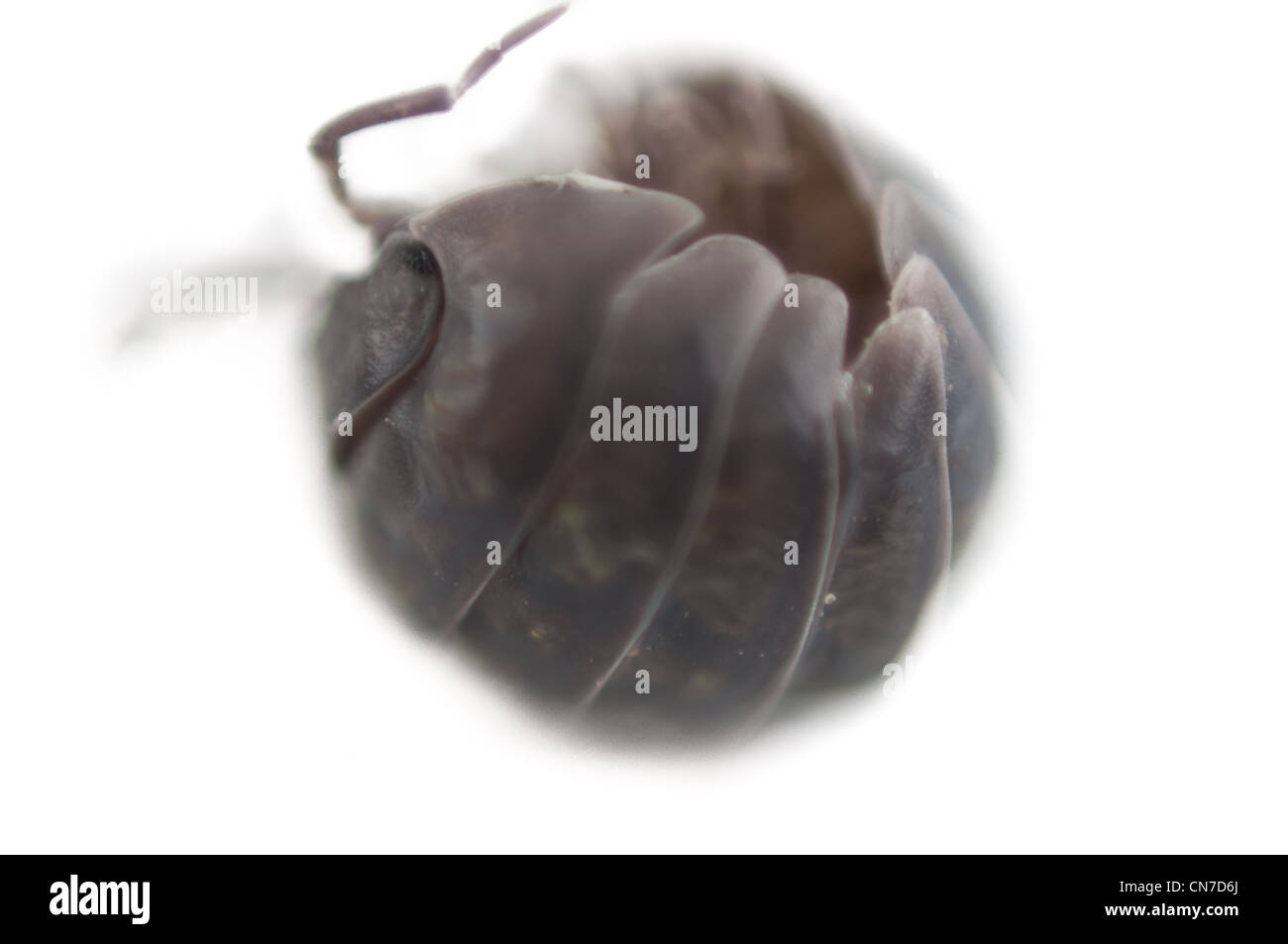 Nahaufnahme von einer Assel auf weißem Hintergrund mit soft-Fokus Stockfoto