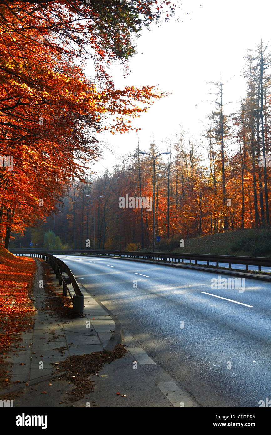 Verlieben Sie sich in schönen Herbst gelb Holz Parkbaum Stockfoto