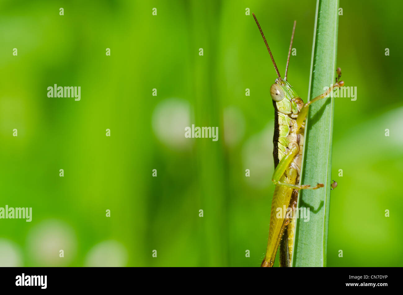 Heuschrecke In Der Natur Stockfotos und bilder Kaufen Alamy