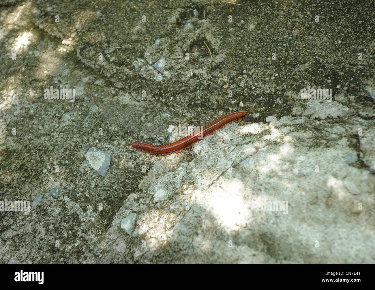 Tausendfüßler, die auf der Suche nach Schatten, Koh Sichang Insel, Insel in der Nähe von Chonburi, Thailand Stockfoto