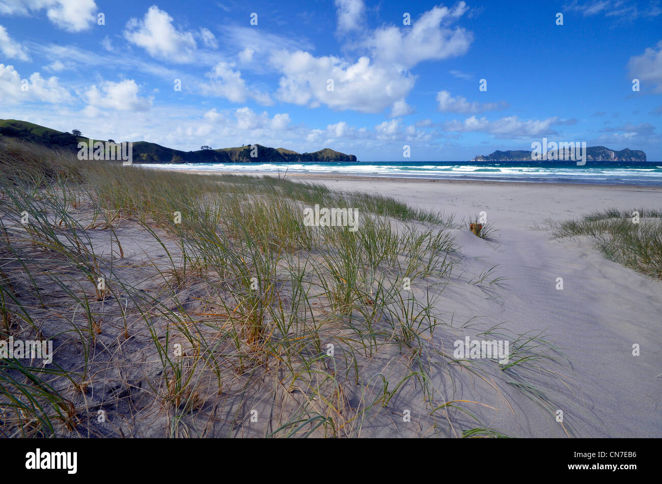Sanddünen und blauer Himmel auf Whangapoua Beach, Nord östlichen Great Barrier Island in der Nähe von Waikaro Punkt, Hauraki-Golf, Neuseeland Stockfoto