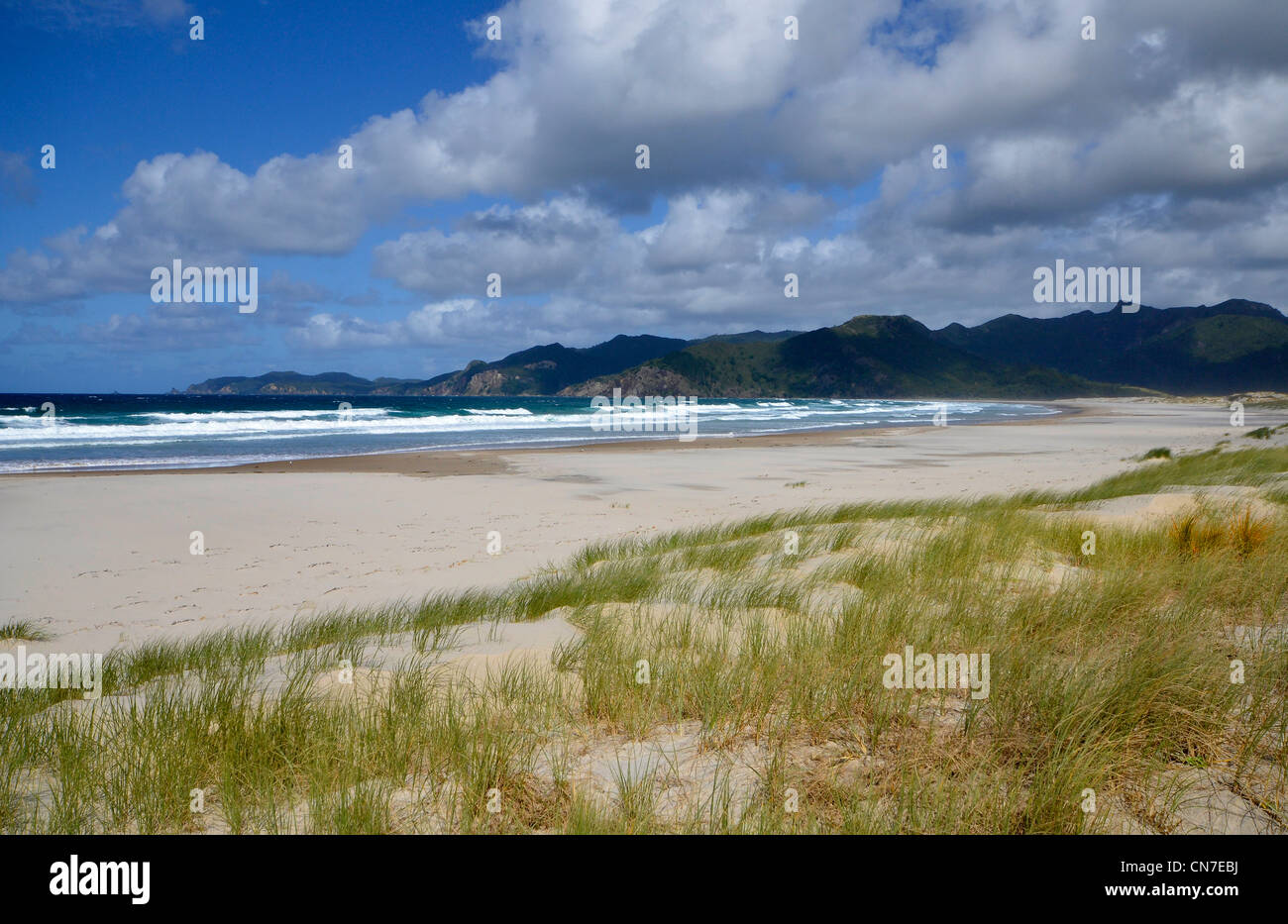 Sanddünen und blauer Himmel auf Whangapoua Beach, Nord östlichen Great Barrier Island in der Nähe von Waikaro Punkt, Hauraki-Golf, Neuseeland Stockfoto
