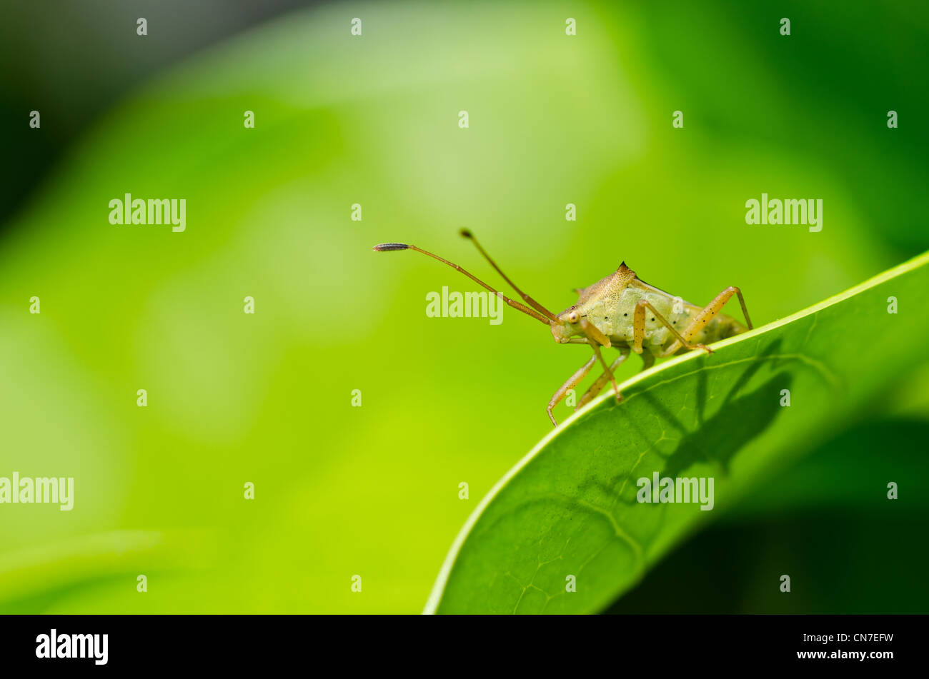 Hemiptera in grüner Natur oder im Garten Stockfoto
